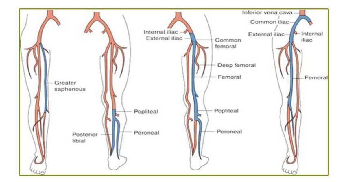 proximal superficial femoral vein